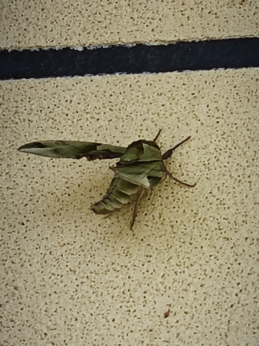 Callambulyx tatarinovii