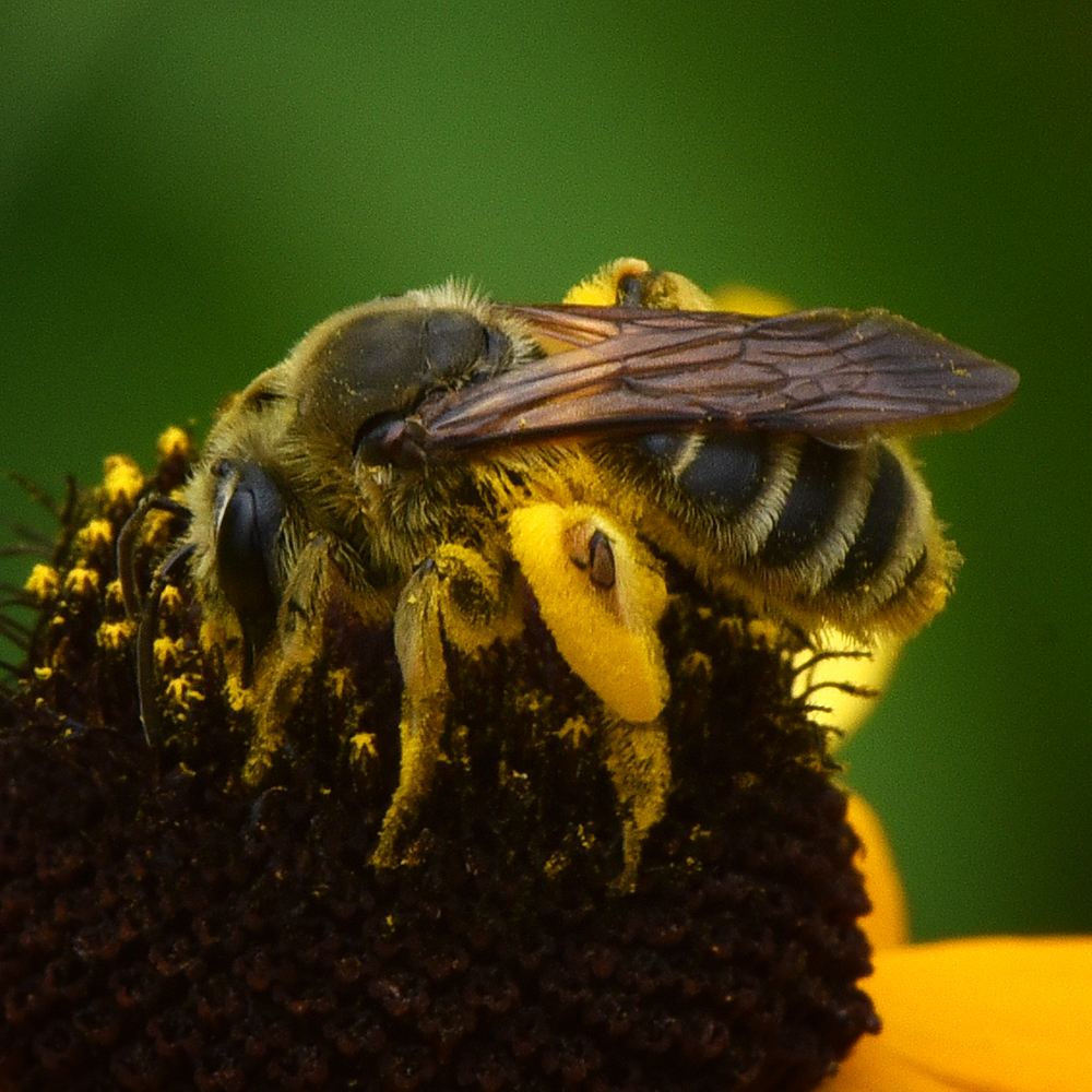 Coneflower Mining Bee