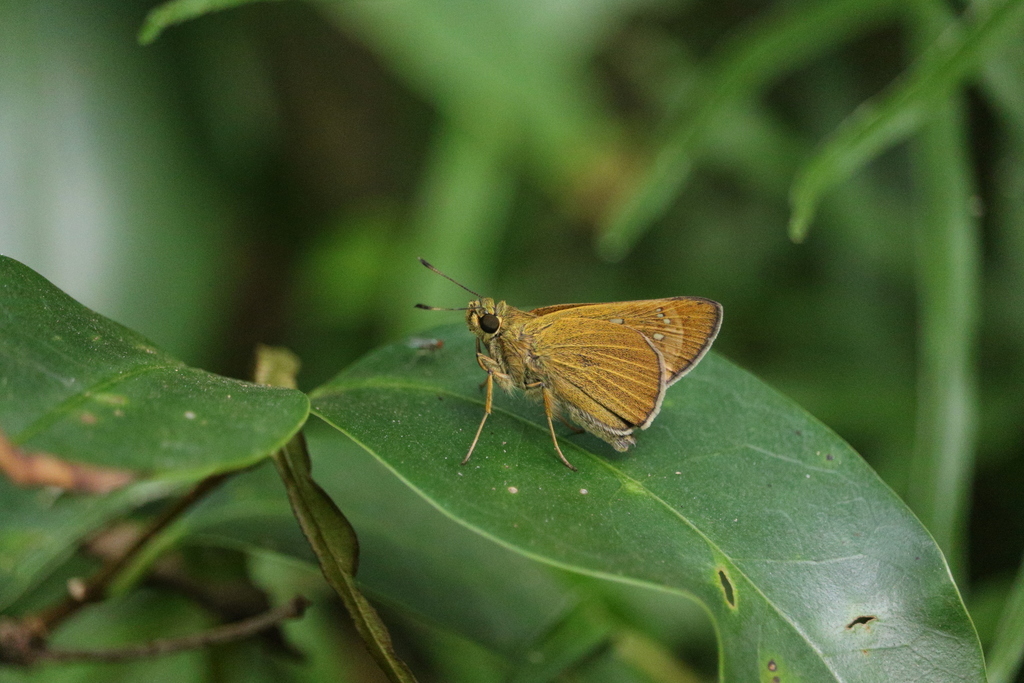 Baoris leechii