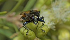 Castiarina alternecosta