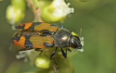 Castiarina alternecosta