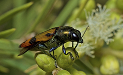 Castiarina alternecosta