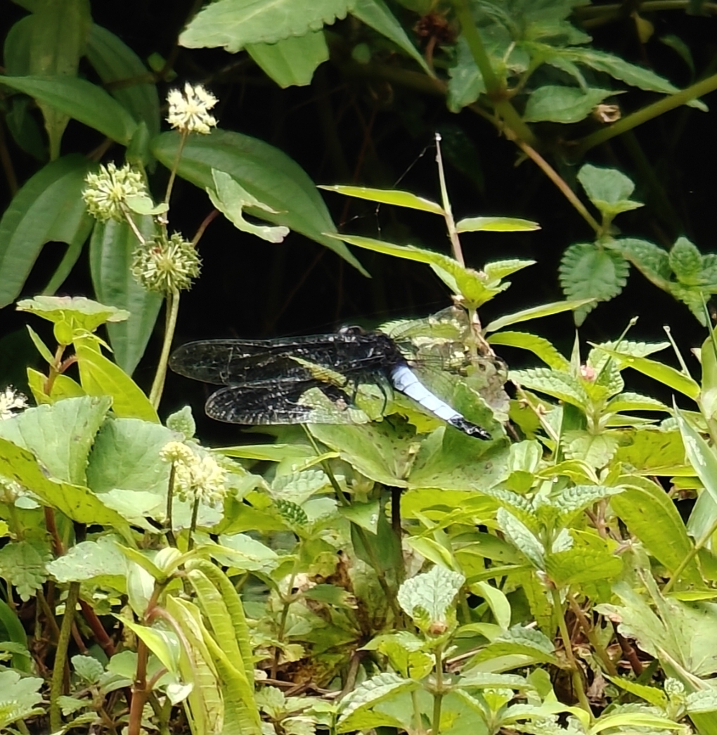 Blue-Tailed Forest Hawk