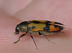 Castiarina alternecosta