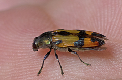 Castiarina alternecosta