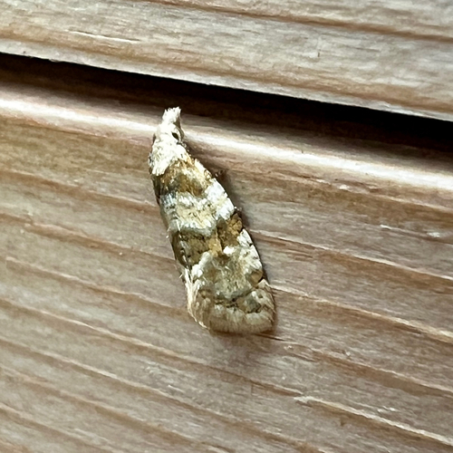 Silver-bordered Aethes photo 4