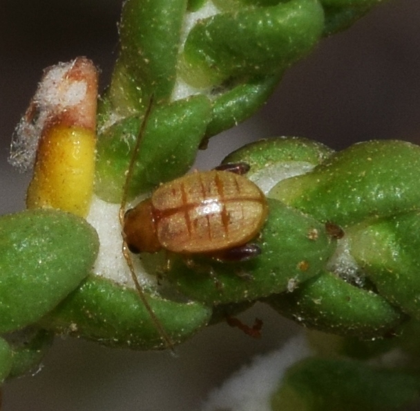 Longitarsus candidulus