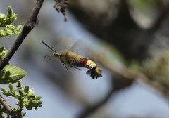 Cephonodes hylas virescens