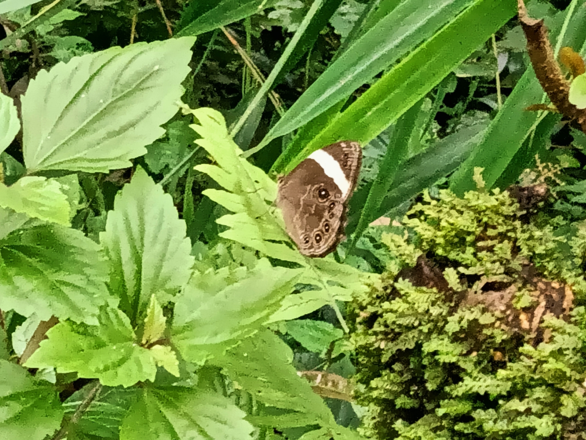 Straight-Banded Treebrown