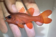 Flame Cardinalfish photo 2