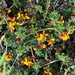 Dense-leaved Bush-Pea - Photo (c) davidsando, some rights reserved (CC BY-NC), uploaded by davidsando