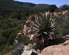 Aloe comosa