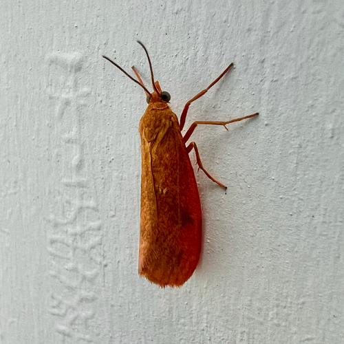 Rusty Virbia Moth photo 3