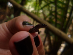 Sphaerodactylidae