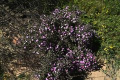 Oscularia cedarbergensis