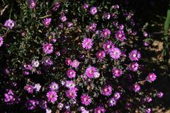 Oscularia cedarbergensis