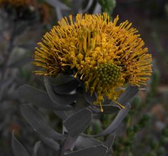 Leucospermum rodolentum
