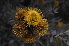 Leucospermum rodolentum