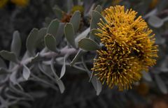 Leucospermum rodolentum