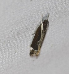 Chaliniastis astrapaea