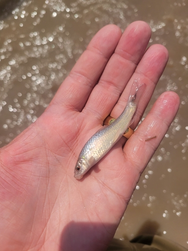Labeo victorianus