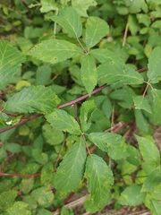 Rubus montanus, photograph author not stated, no rights reserved