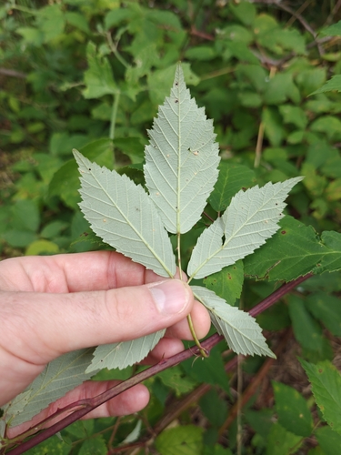 Rubus montanus, photograph 5