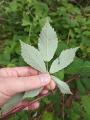 Rubus montanus, photograph author not stated, no rights reserved