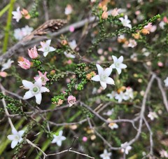 Philotheca angustifolia