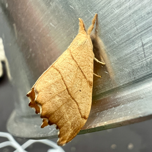 Two-lined Hooktip photo 5