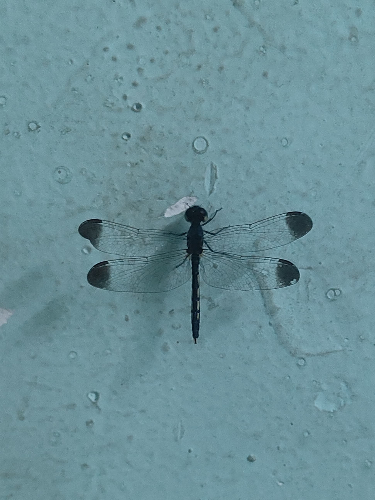 Black-Tipped Percher