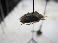 Euschistus variolarius