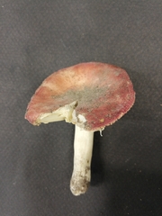Russula