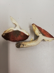 Russula