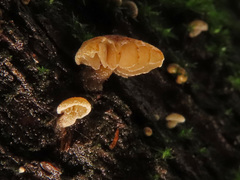 Simocybe haustellaris