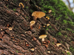 Simocybe haustellaris