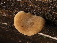 Simocybe haustellaris