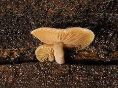 Simocybe haustellaris