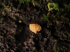 Simocybe haustellaris
