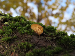 Simocybe haustellaris