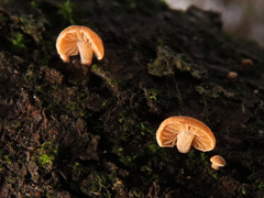 Simocybe haustellaris
