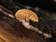 Simocybe haustellaris