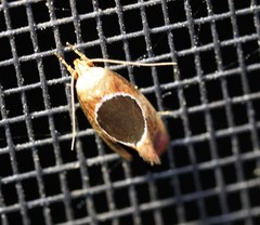 Hoplomorpha abalienella