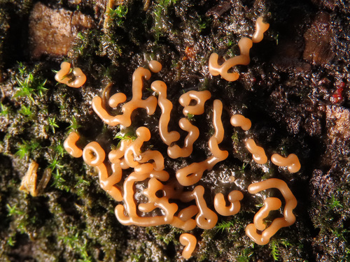 Representative image of Gulielmina