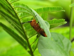 Stibara tetraspilota