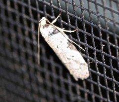 Philobota transversella