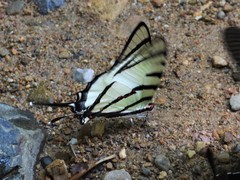 Graphium agetes