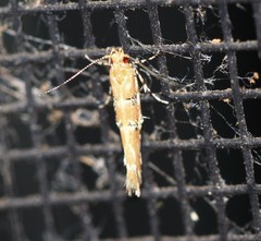Anatrachyntis rileyi
