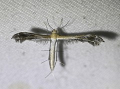 Stangeia xerodes