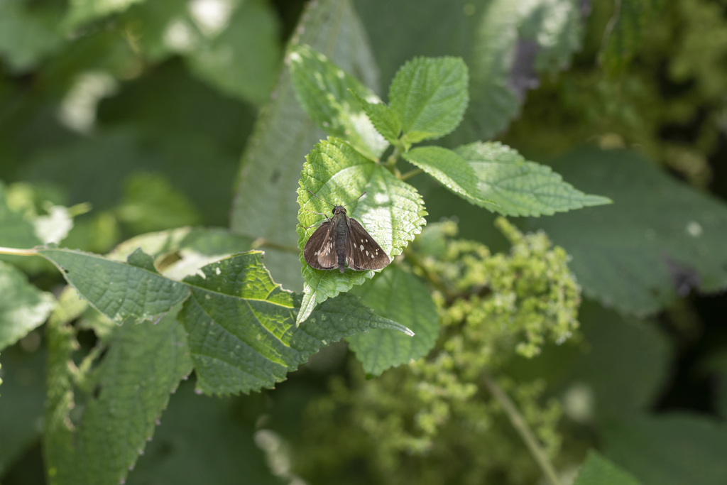 Polytremis fukia